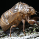 Illustration for article titled Shooting Challenge: Bugs 1